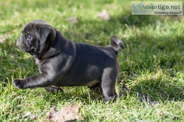 Out standing pug puppies