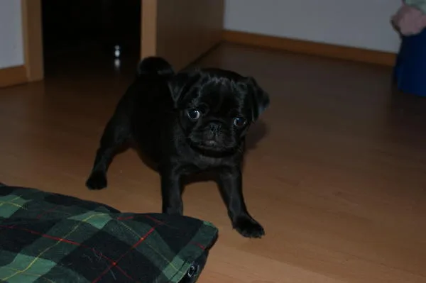 Black and fawn pug puppies 