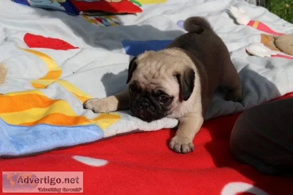 Pug puppies ready for good homes