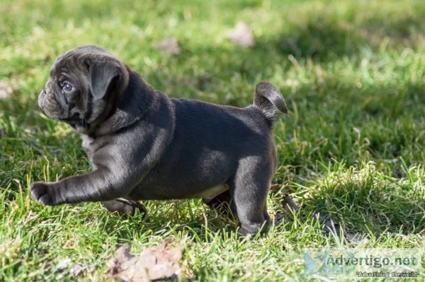 Awesome pug puppies for great homes