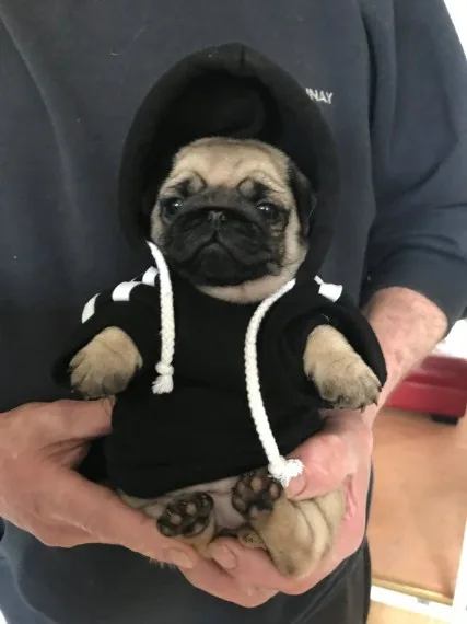 Glorious pug puppies available
