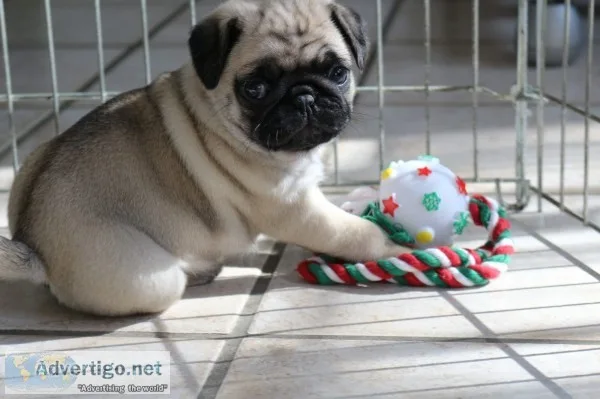 Black and fawn pug puppies 