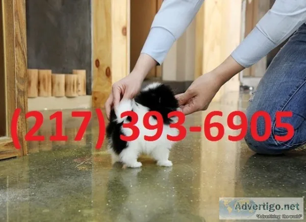Quality registered pomeranian