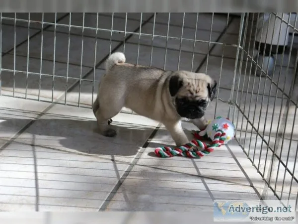 Pug puppies ready for good homes