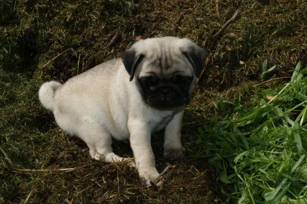 Awesome pug puppies for great homes