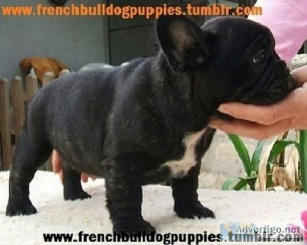 Outstanding french bulldog puppies 