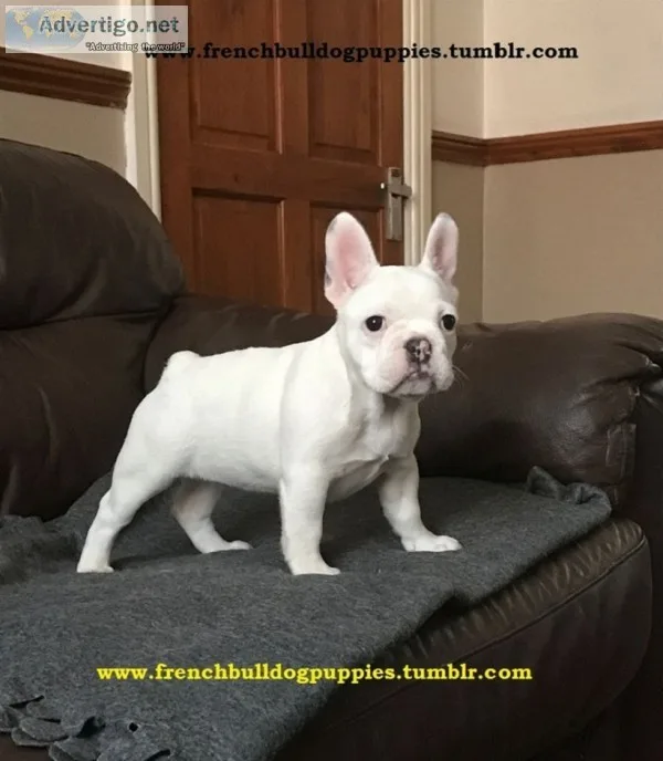 Fresh french bulldog puppies now 