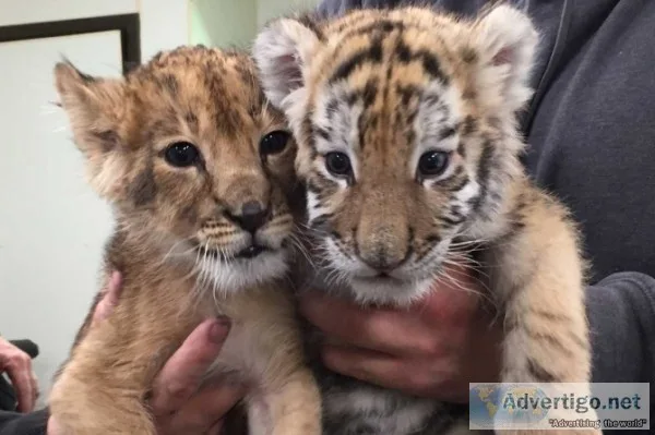 4 sale cheetah cubs , panther, lion cubs