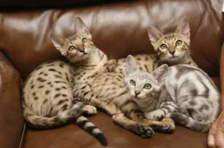  cubs of cheetah, tiger, white lion, leo