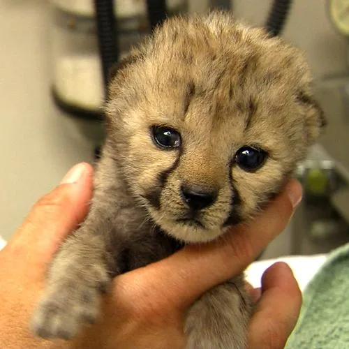  cubs of cheetah, tiger, white lion, leo