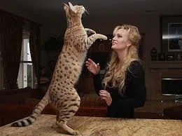 Beautiful exotic kittens available: