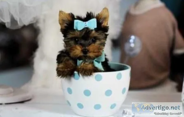  teacup yorkie,  maltese & pomeranian