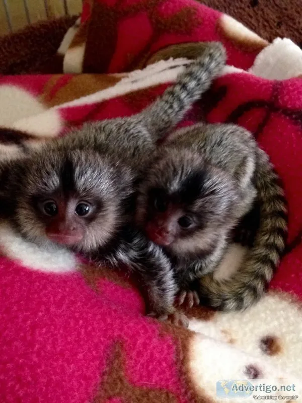  capuchin & marmoset monkeys