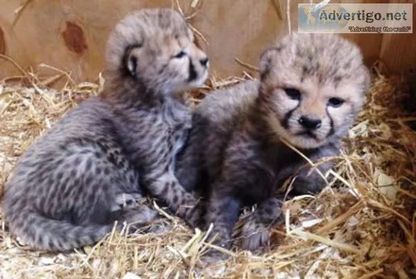 Cheetah cubs for sale now