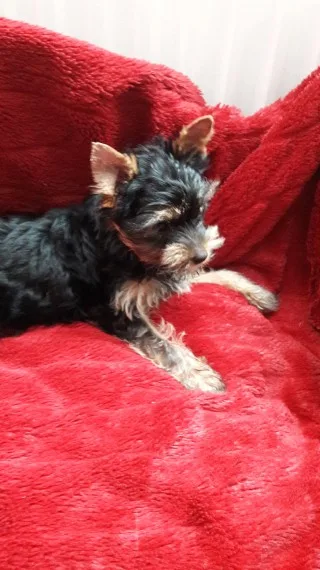 teacup yorkie,  maltese & pomeranian