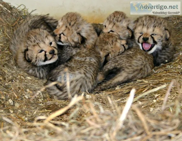Cheetah cubs for sale now