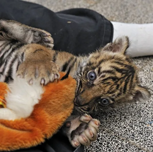 Cheetah cubs for sale|tiger cubs for sal