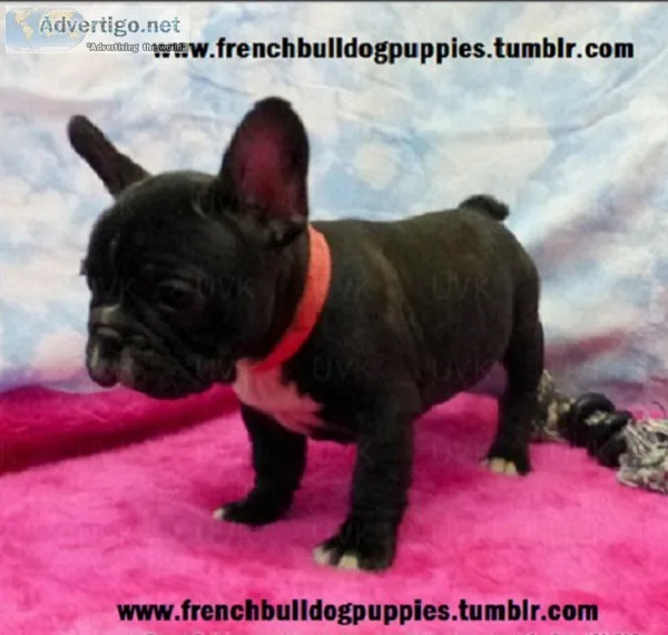 French bulldogs now ready