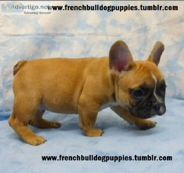 Black french bulldog puppies 