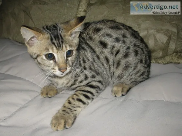 2 savannahs and a bengal kit ready to go