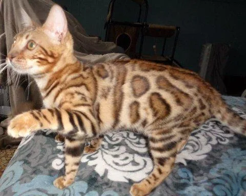 Tica registered savannah and bengal kitt
