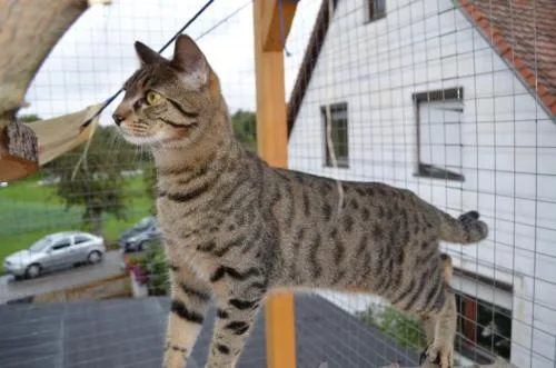 F2 savannah male and female kitten