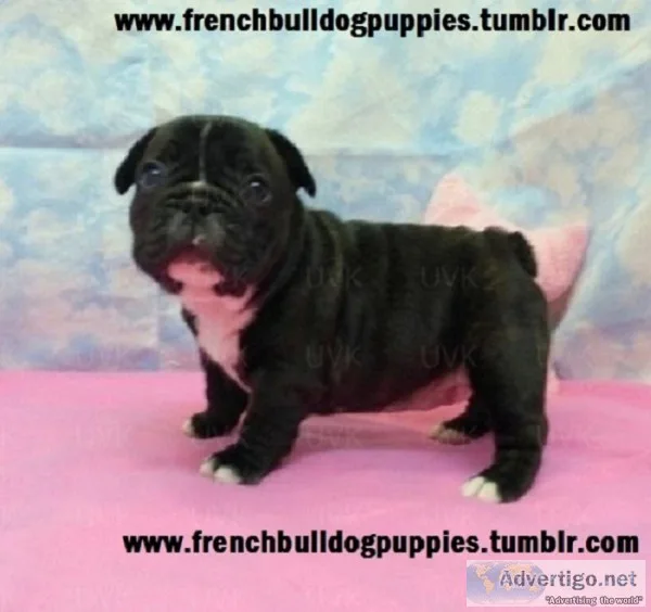 Excited french bulldog puppies
