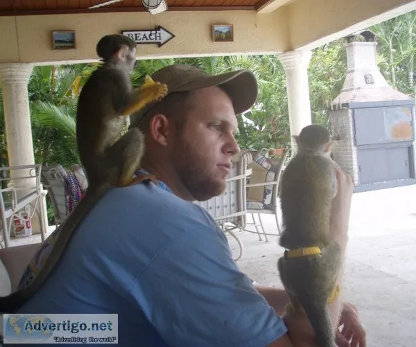  capuchin & marmoset monkeys