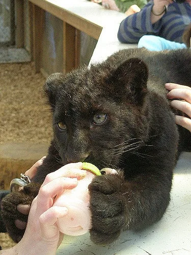  tiger and cheetah cubs 4 sale