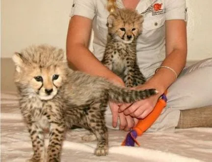 Cheetah cubs for sale now