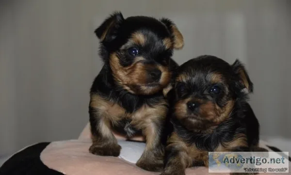 Beautiful yorkie puppies (208) 490-8964