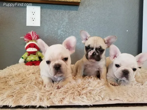 Healthy french bulldog puppies for sale