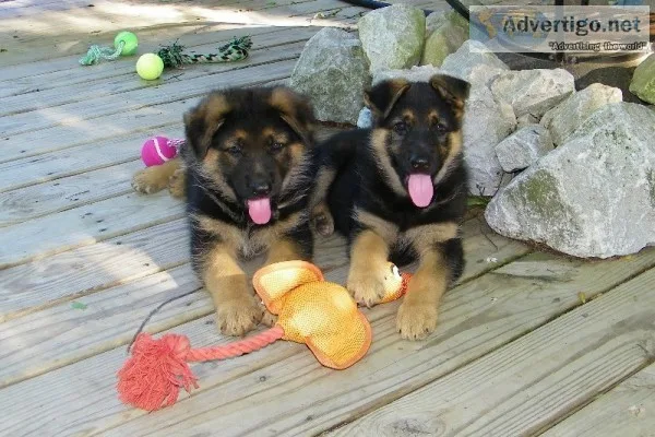 Akc german shepherd puppies