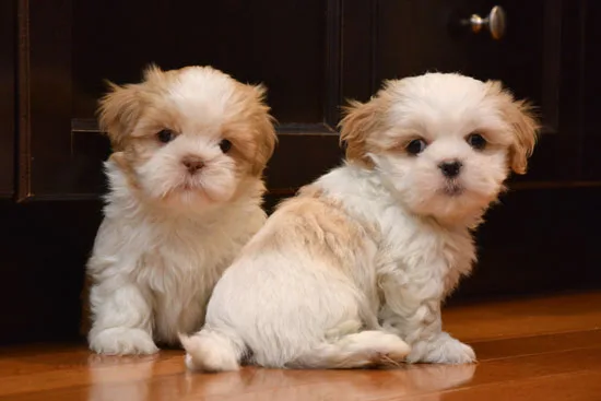 Male and female shih tzu puppies for reh