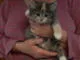  pure breed maine c--n female kitten 