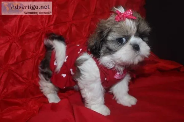 Affordable and lovely shih tzu puppies b