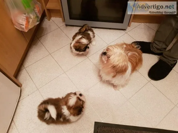 Potty trained shih tzu puppies, 