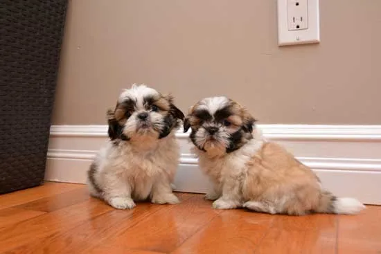Male and female shih tzu puppies for reh