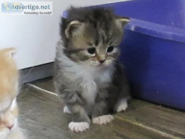  pure breed maine c--n female kitten 