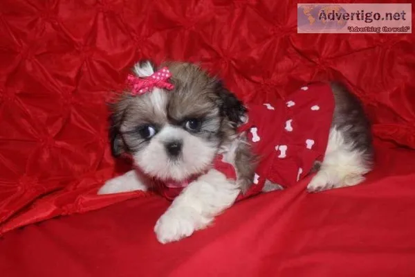 Affordable and lovely shih tzu puppies b