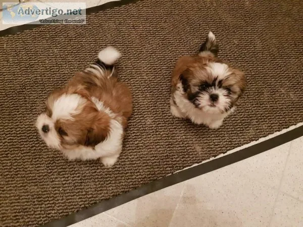 Potty trained shih tzu puppies, 