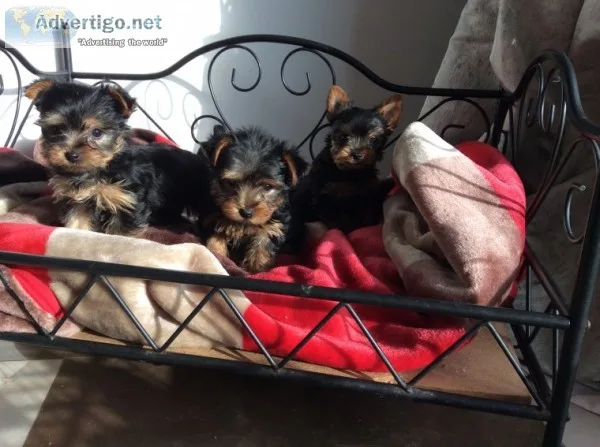 Gorgeous male and female yorkie puppies