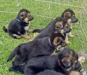 Charming australian shepherd puppies
