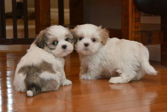 Male and female shih tzu puppies for reh