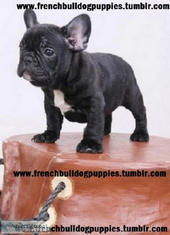 Brown n tan french bulldog puppies