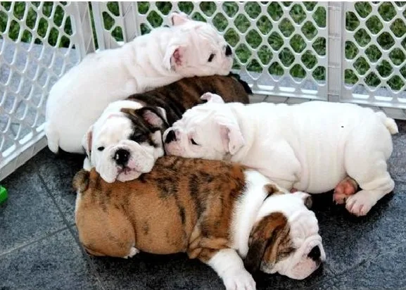 Cute english bulldog puppies ready 
