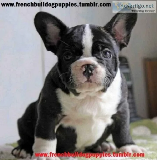 Cute healthy french bulldog puppies 