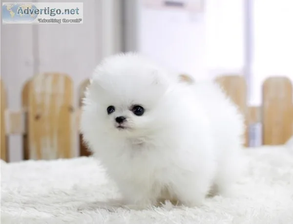 Two awesome t-cup pomeranian puppies