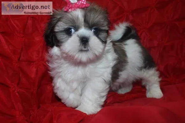 Affordable and lovely shih tzu puppies b