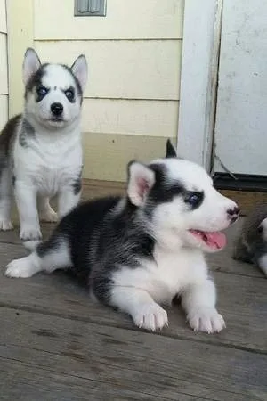  siberian husky puppies